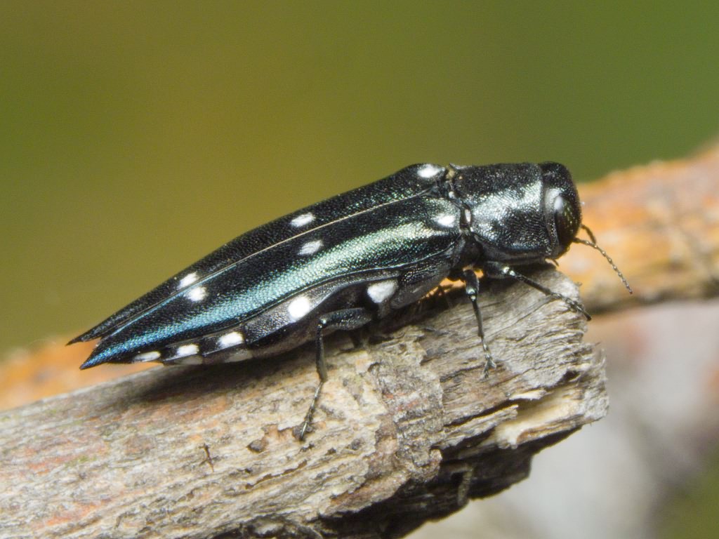 Agrilus guerinii Lacordaire in Boisduval & Lacordaire, 1835